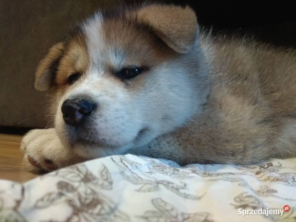 AKITA INU Rzeszów