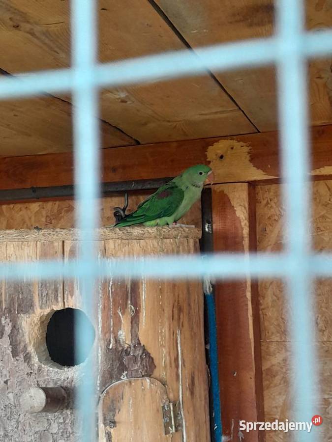 Aleksandretty wielkie Żywiec sprzedam