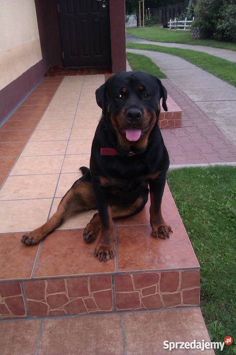 Trzymiesięczna suczka rasy rottweiler Hebdów sprzedam