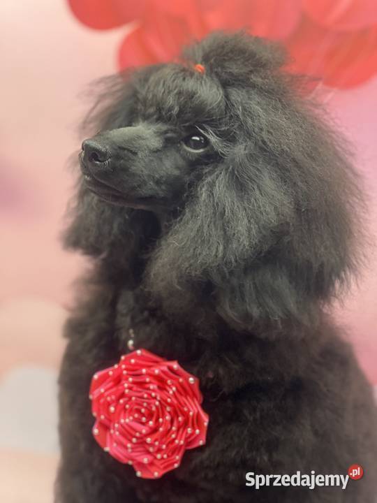 Pudel miniaturowy czarny FCI dziewczynka