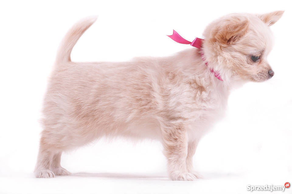 Chihuahua Długowłosa Kremowa Grodzisk Mazowiecki