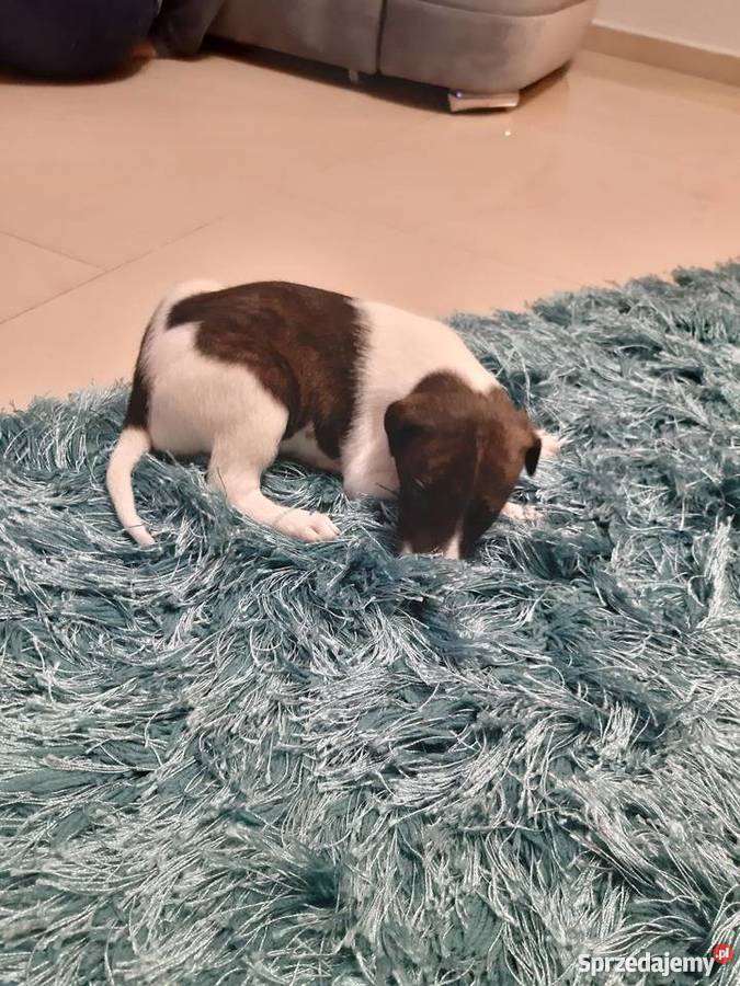 Chart polski śliczne szczenięta Żelechów