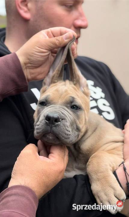 Cane Corso Szczenięta Lamk
