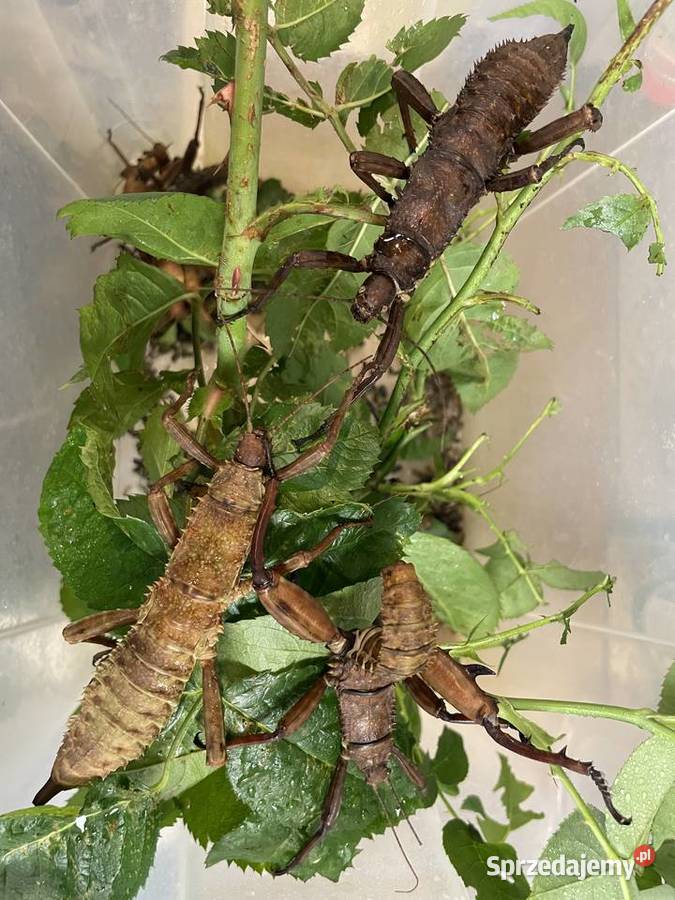 straszyki nowogwinejskie i australijskie Gliwice