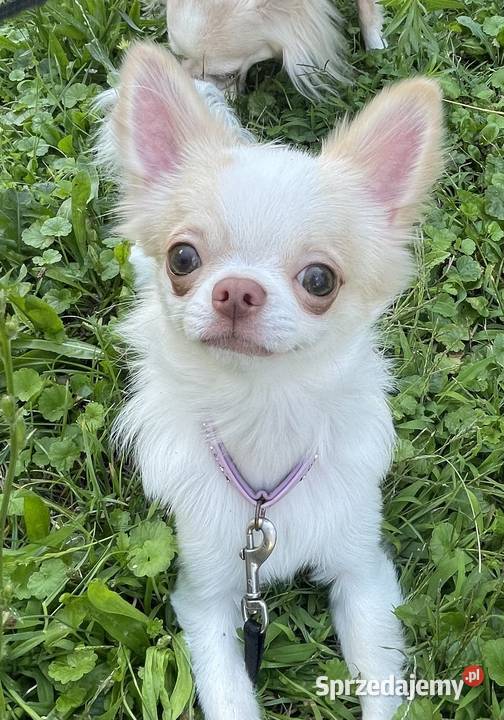 Malutki piesek Chihuahua długowłosy FCI Chihuahua Trzebnica