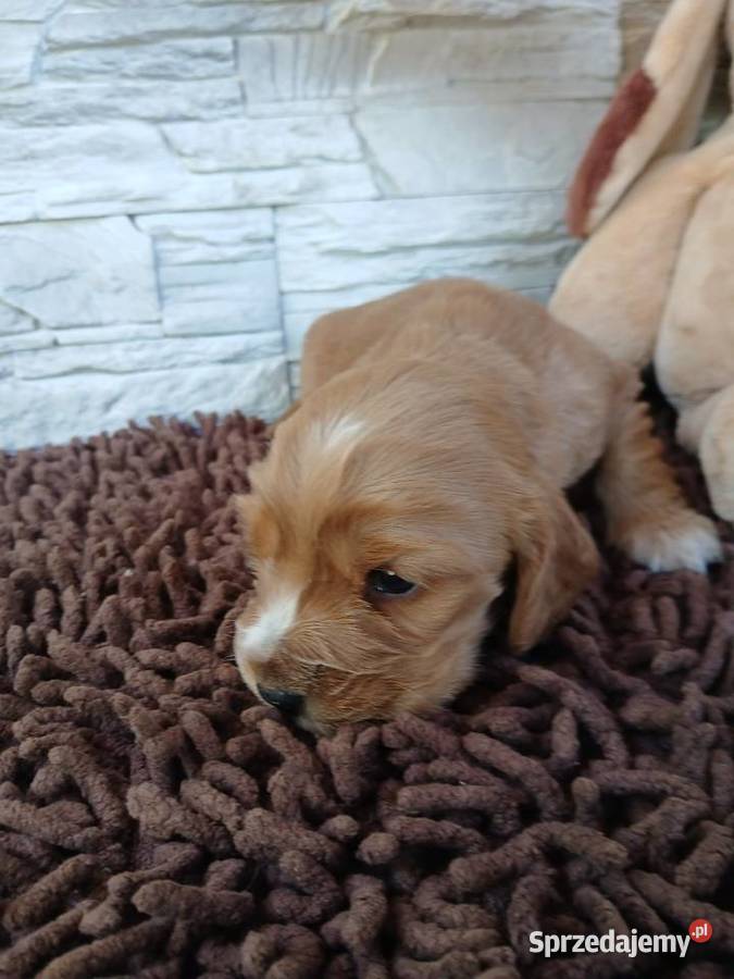 Śliczna sunia cocker spaniel Angielski