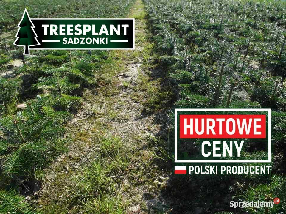 Jodła Kaukaska 45 roku 2030 Świerk pospolity Łódź
