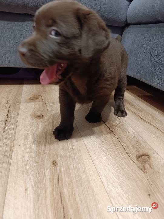 Pieski Labradora Retriever czekoladowego Tarnów