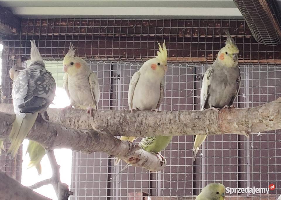 Nimfy perłowe Wieliczka sprzedam