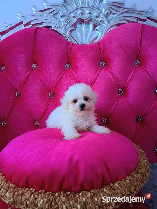 hodowla bichon frise oferuje szczenięta z pomorskie Chojnice sprzedam