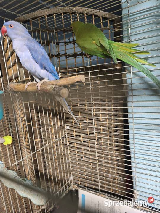 Aleksandretty Obrożne Ptaki wielkopolskie Poznań sprzedam