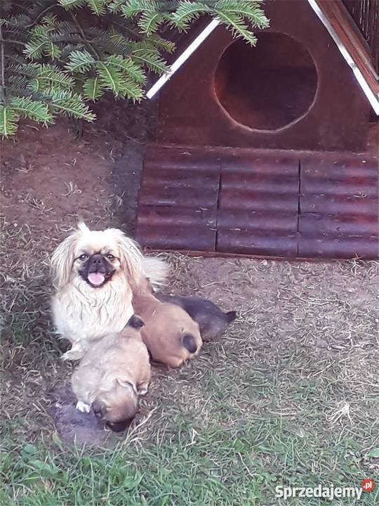 Pekińczyk królewski miniaturka Pekińczyk Siedlce