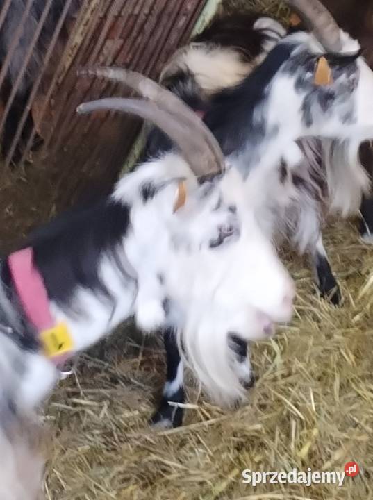 Kozie mleko i twaróg sprzedam