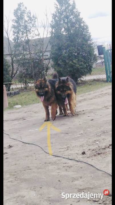 Owczarek niemiecki sprzedam