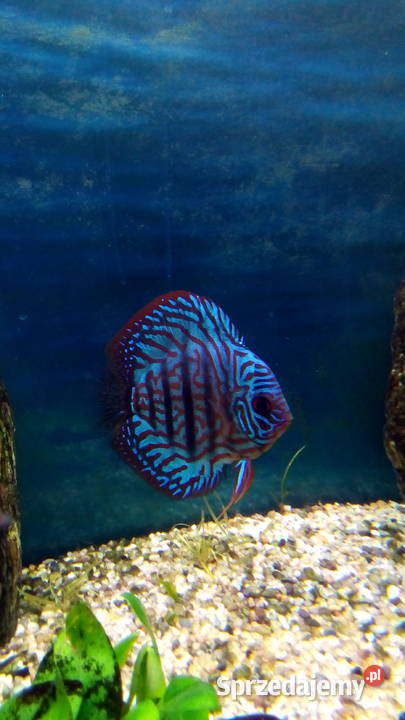 Dyskowiec Paletka ok 15 Pszczyna