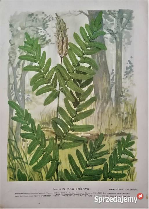 Mańczak karty botaniczne roślin