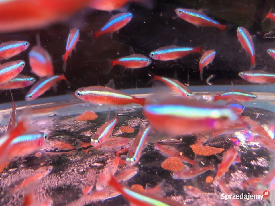 Danio czerwone Polskie Justynów