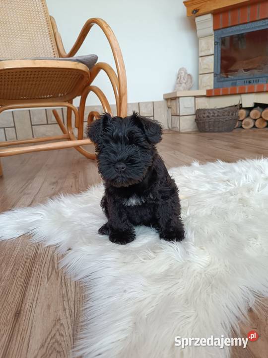 Sznaucer miniaturowy Truskolasy