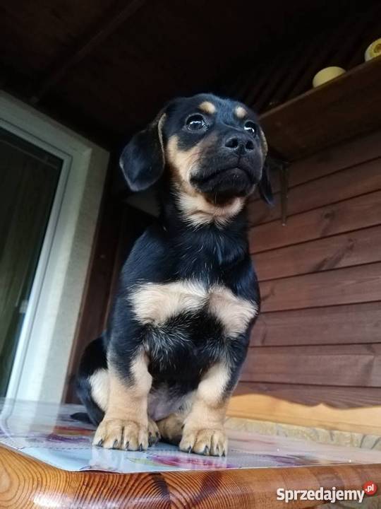 Jamniki Rzeszów Kolbuszowa sprzedam