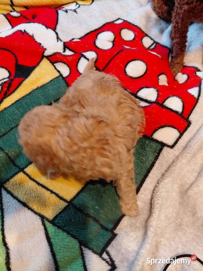 Maltipoo sunia biszkoptowa Wyszków