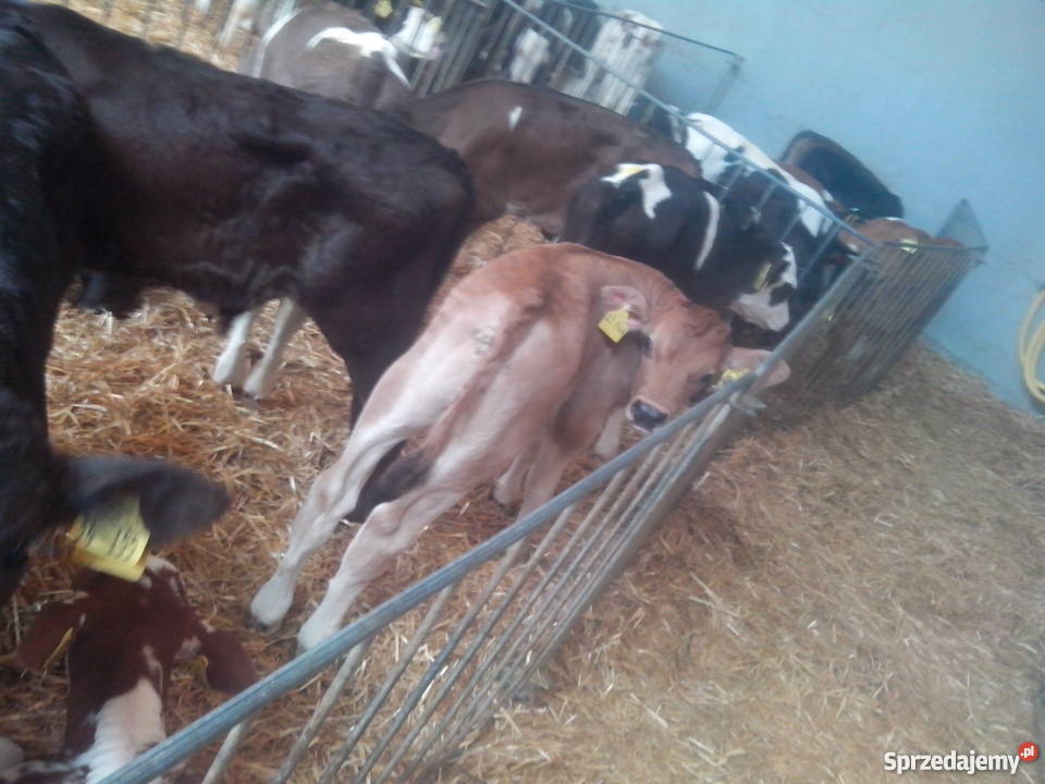 Cielaki mieszańce simental RW HO jałówki Zwierzęta Dąbrowa Wielka