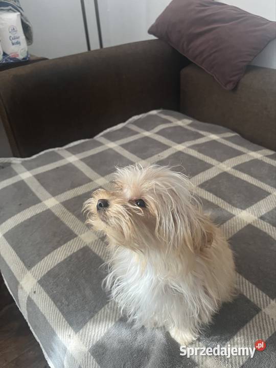 YORKSHIRE TERIER YORKI YORK CHOCO MERlE ZlOTY Starachowice