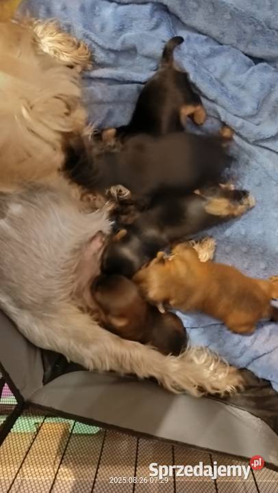 Yorkshire terrier Mochała