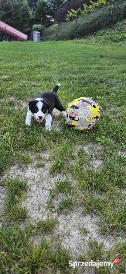 Suczka Border Collie małopolskie Nowy Sącz