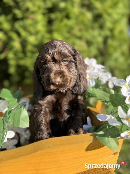 Wyjątkowy czekoladowy piesek Cocker Spaniel Warszawa