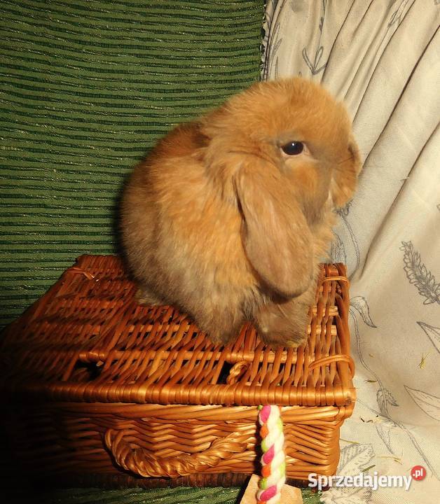 Piękne króliczki Mini Lop Poznań