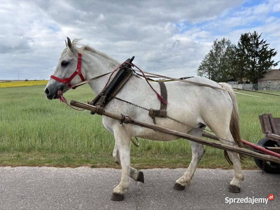 Sprzedam klacze zimnokrwiste
