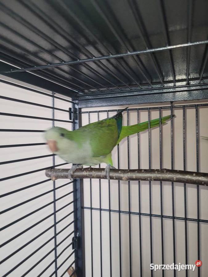 Mnicha nizinna ręcznie karmiona samiczka z DNA Jelenia Góra