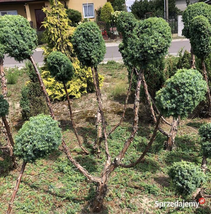 Jałowce strzyżone bonsai kujawsko-pomorskie Ryńsk