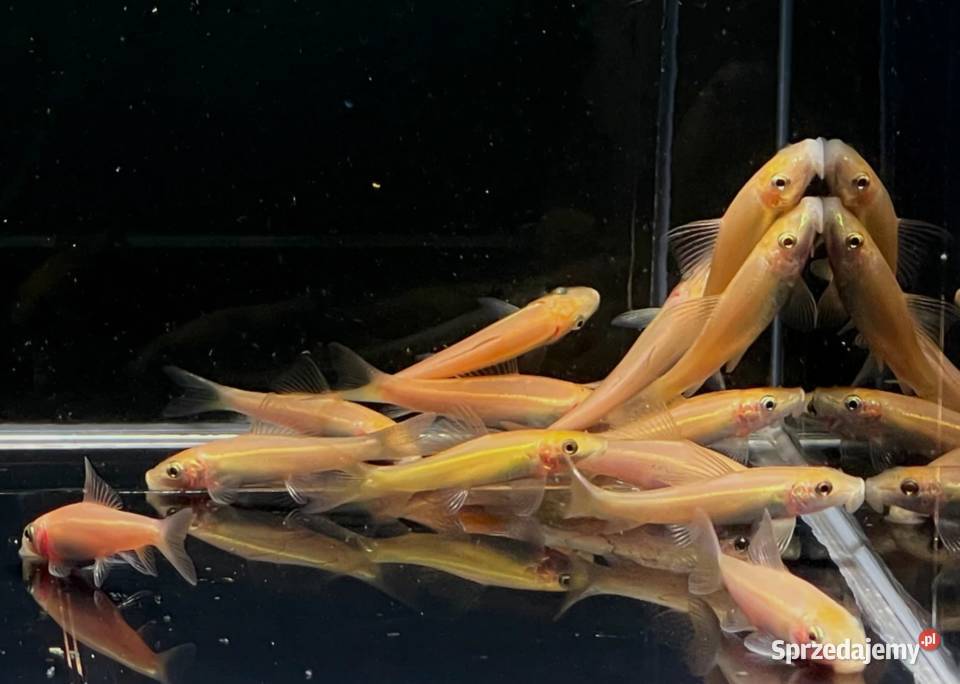 Glonojad syjamski odmiana ZŁOTA Gyrinocheilus Gdańsk