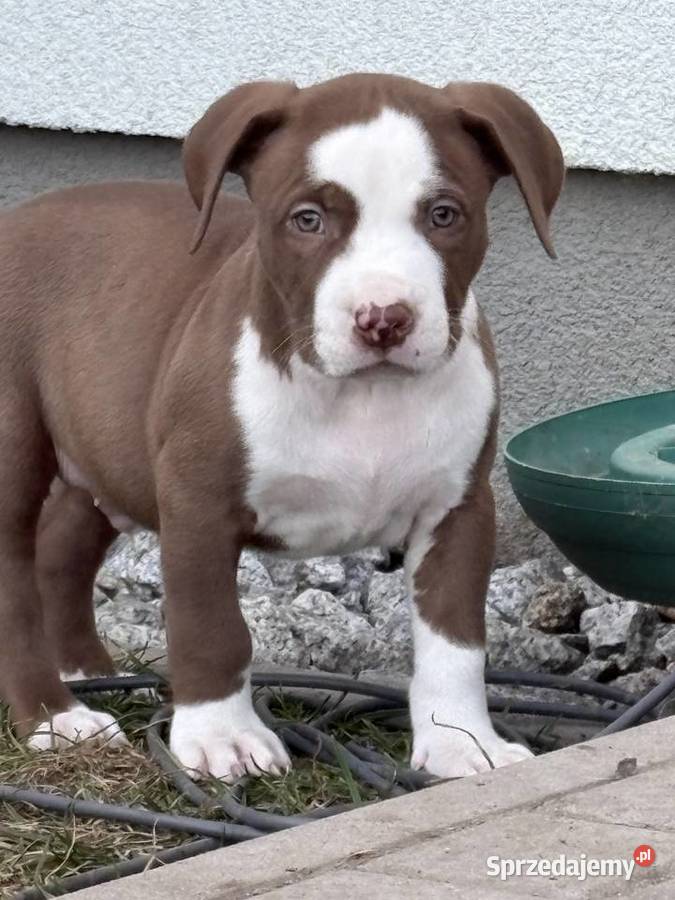 American bully xl szczeniak Pozostałe Czerlejno