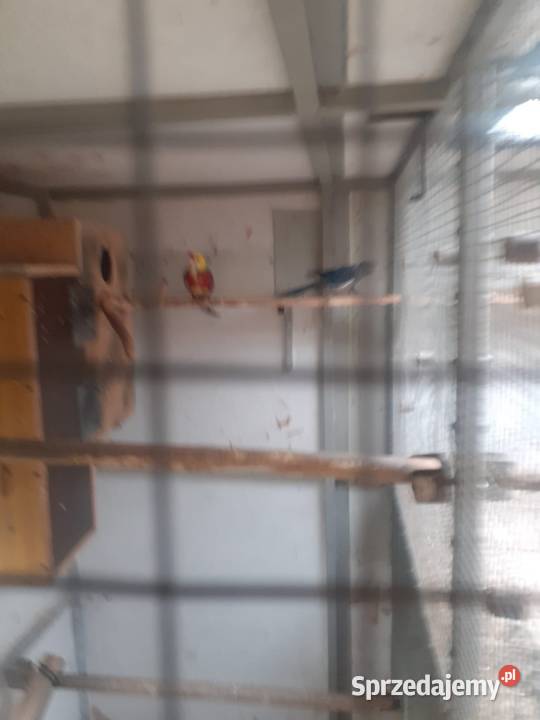 Likwidacja hodowli papug Ptaki Kluczbork sprzedam