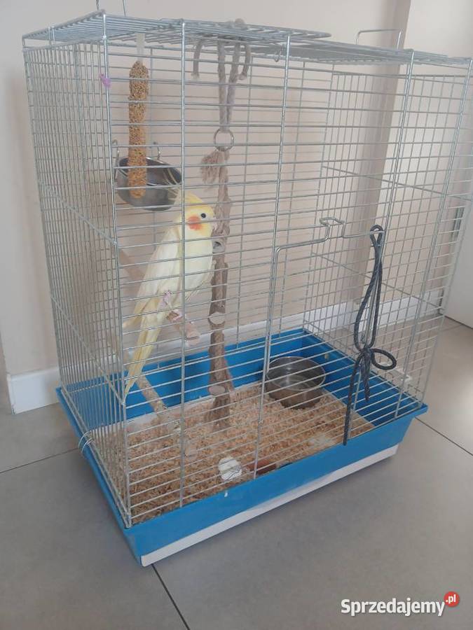 Papuga nimfa z duza klatka okazja Goździk