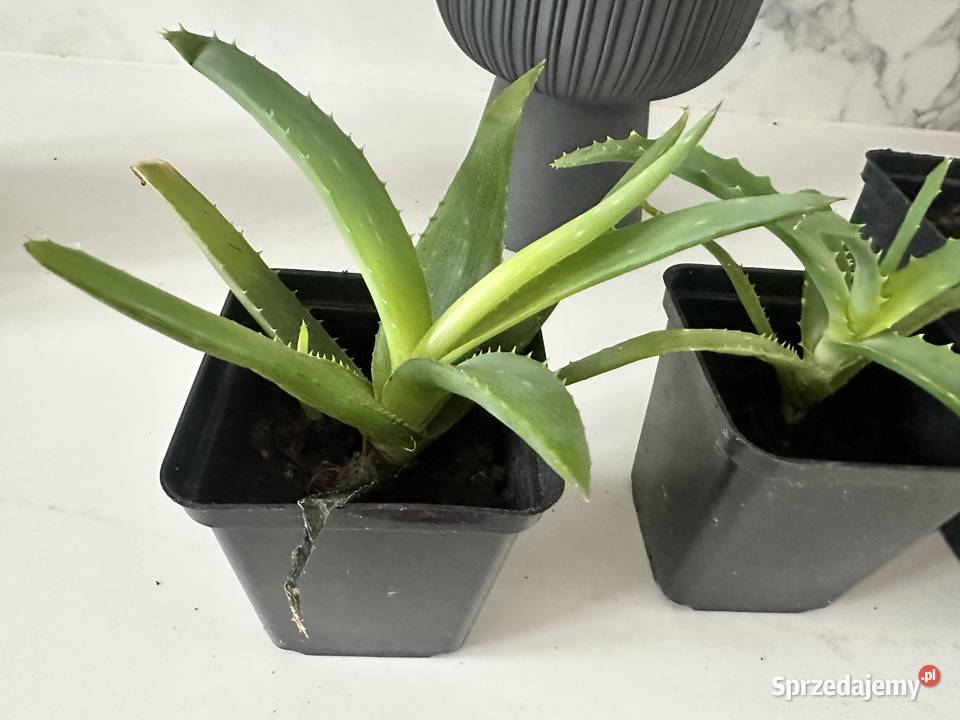 Aloe Wera leczniczy sadzonki Łódź