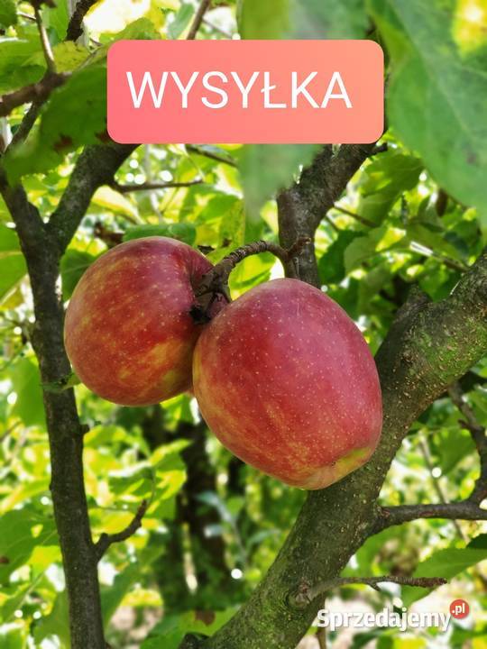 Drzewka Owocowe Producent Wysyłka Dębica