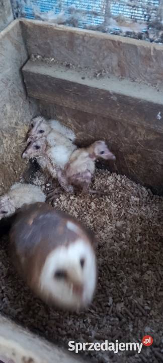 Sowy Sowa Płomykówka Jastrzębie-Zdrój