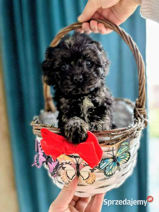 Suczka Maltipoo szuka domu Ełk