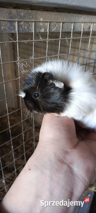 Świnka morska gładkowłose rozetki i inne śląskie