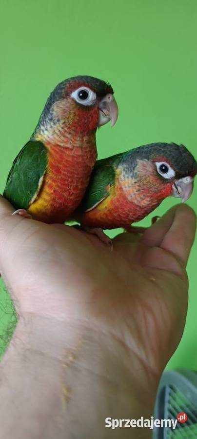 Ręcznie karmione rudosterki z papierami fajnie Tychy sprzedam