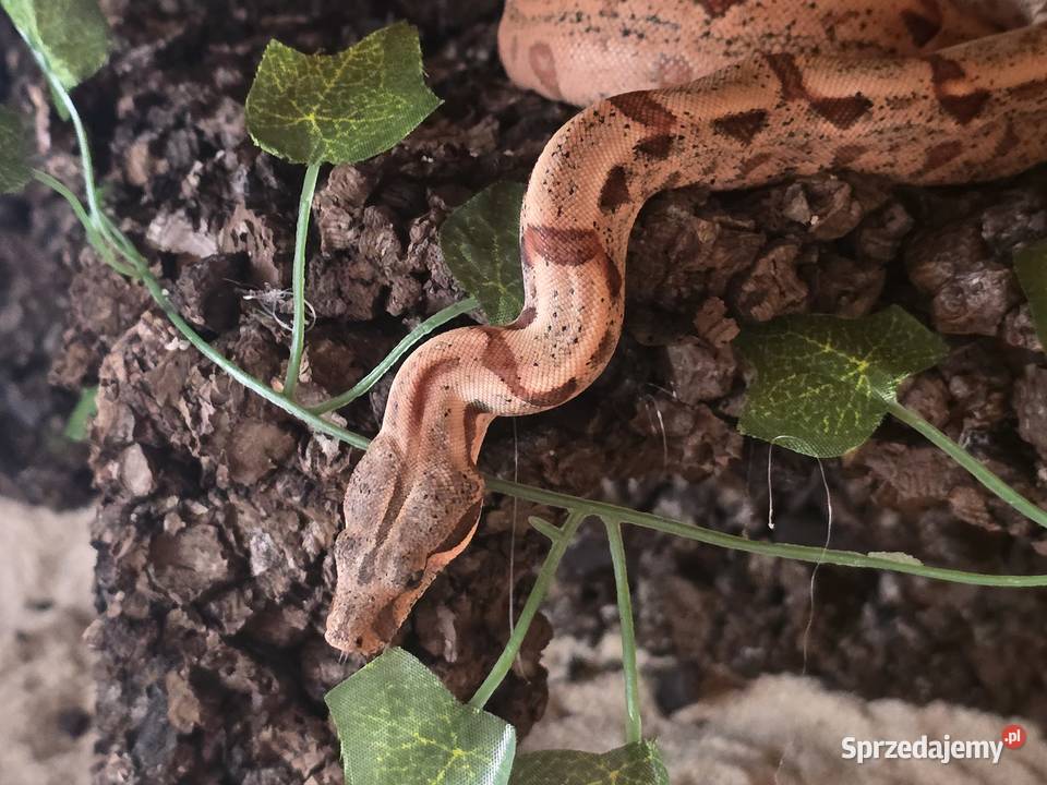Sprzedam Terrarium z Boa Jastrzębie-Zdrój