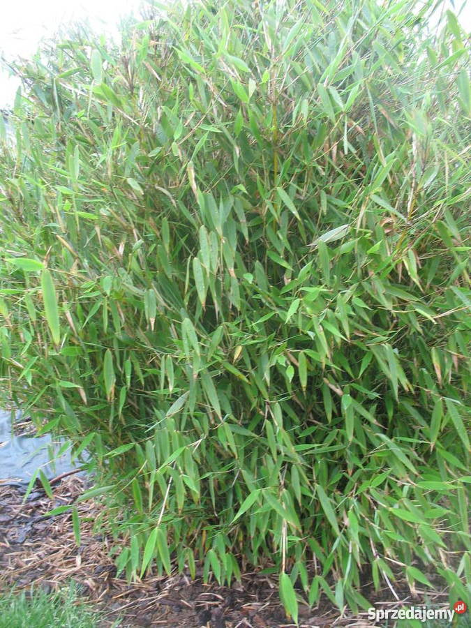 BANANOWCE BAMBUSY KAKTUSY GUNERA Rośliny Wrocław