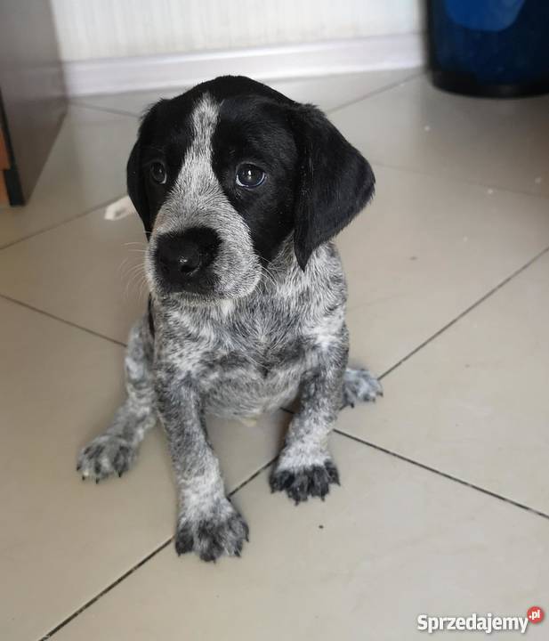 Oddam w ręce psy myśliwskie Gryfino