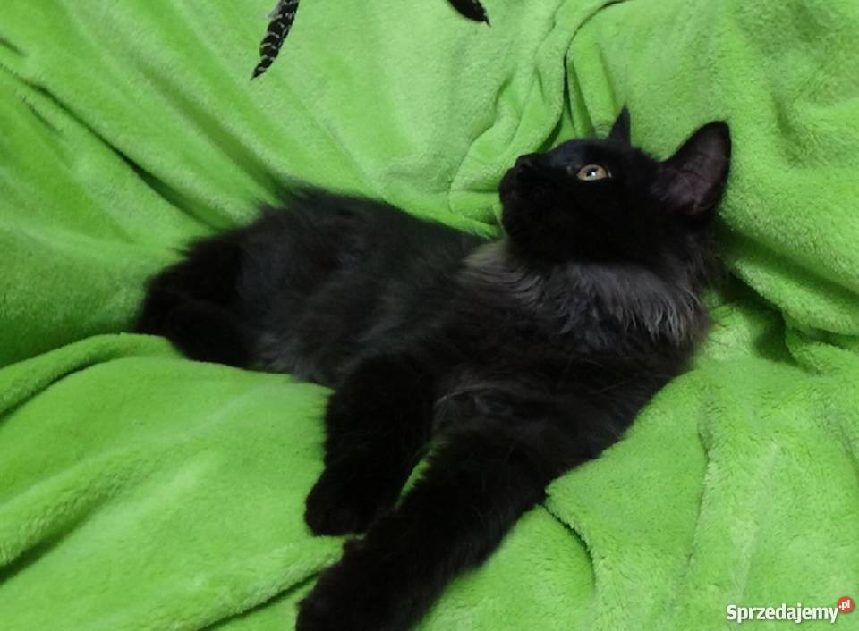 Kocurek Syberyjski Championie Żary