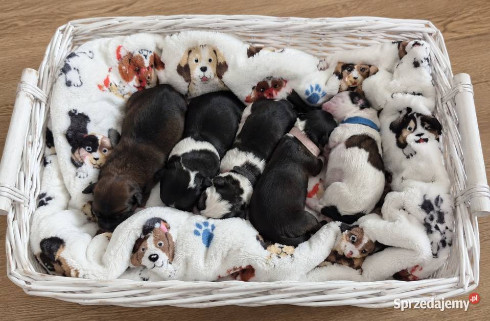 Szczenięta shih tzu z genem blue Shih Tzu śląskie Zawiercie