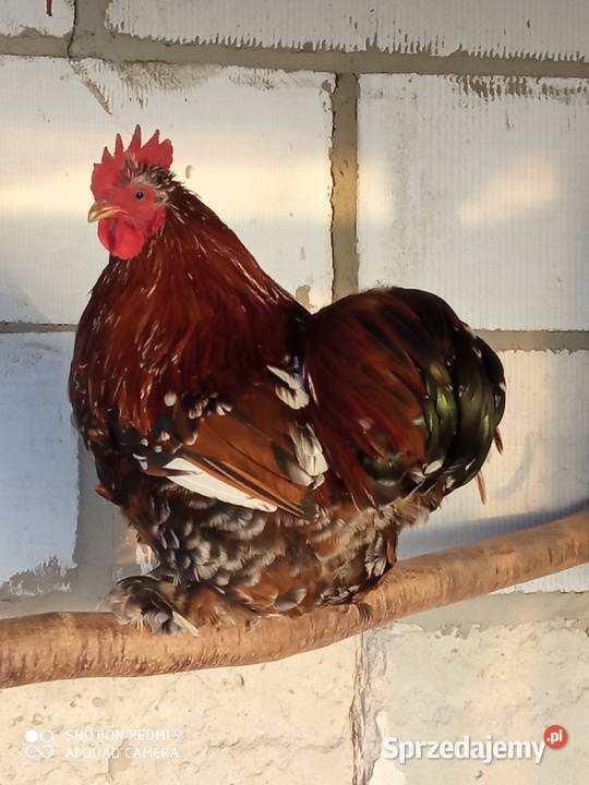 Kochin miniaturka porcelanowy para Zamość