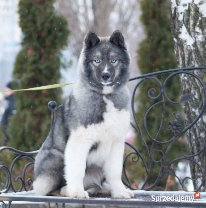 sky szczenięta agouti unikatowe ZKwP Kraków